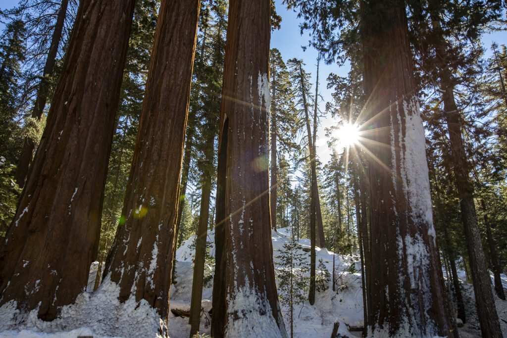 Snowy landscape at California’s Kings Canyon National Park